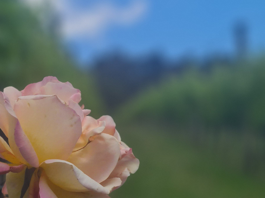 Amour of the Grape Tours-Rosebud必去景点