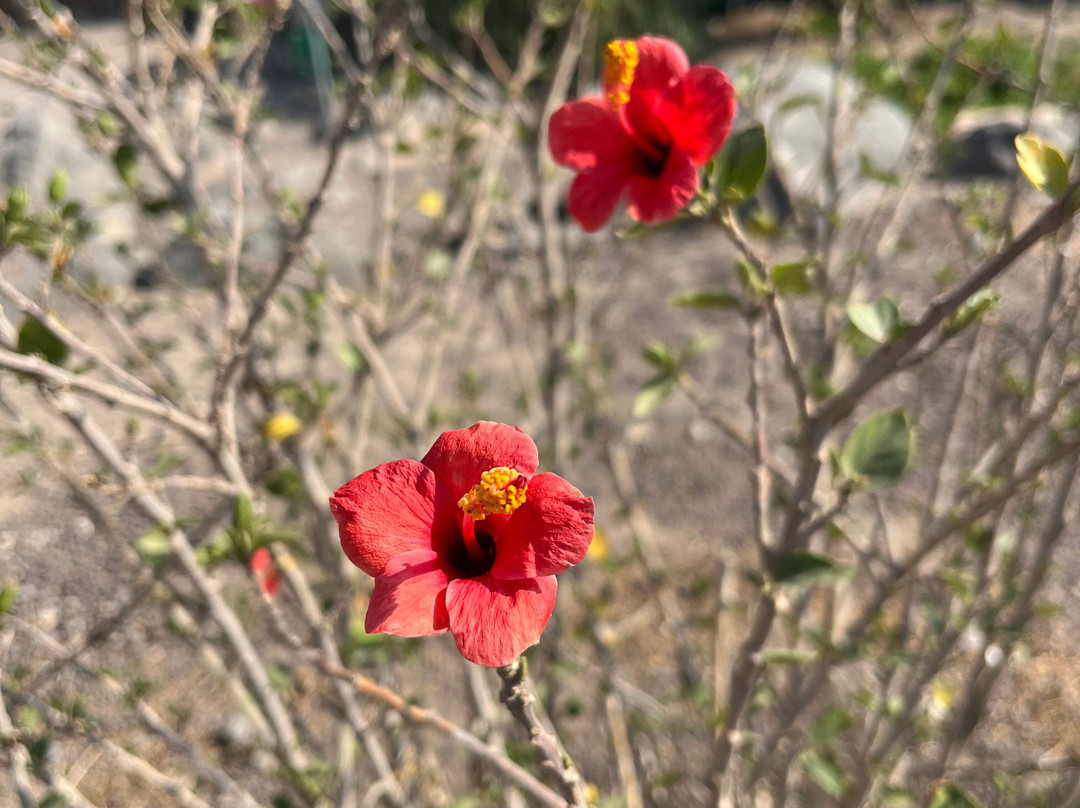 Qsar Al-Azraq-Azraq必去景点