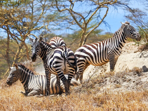 Mwanamshiki Tours and Safaris-阿鲁沙必去景点