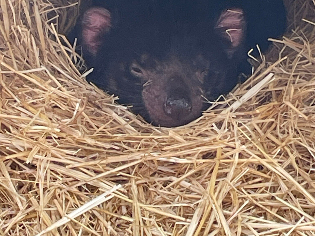 Tasmanian Devil Unzoo-塔拉纳必去景点