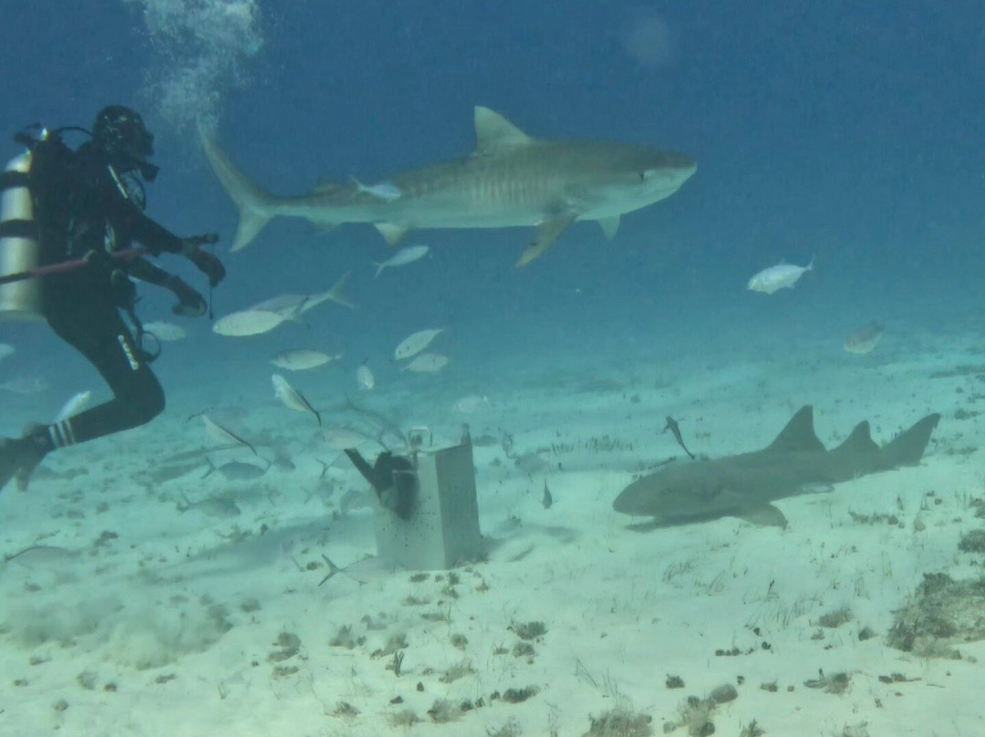 Neal Watson's Bimini Scuba Center-Alice Town必去景点