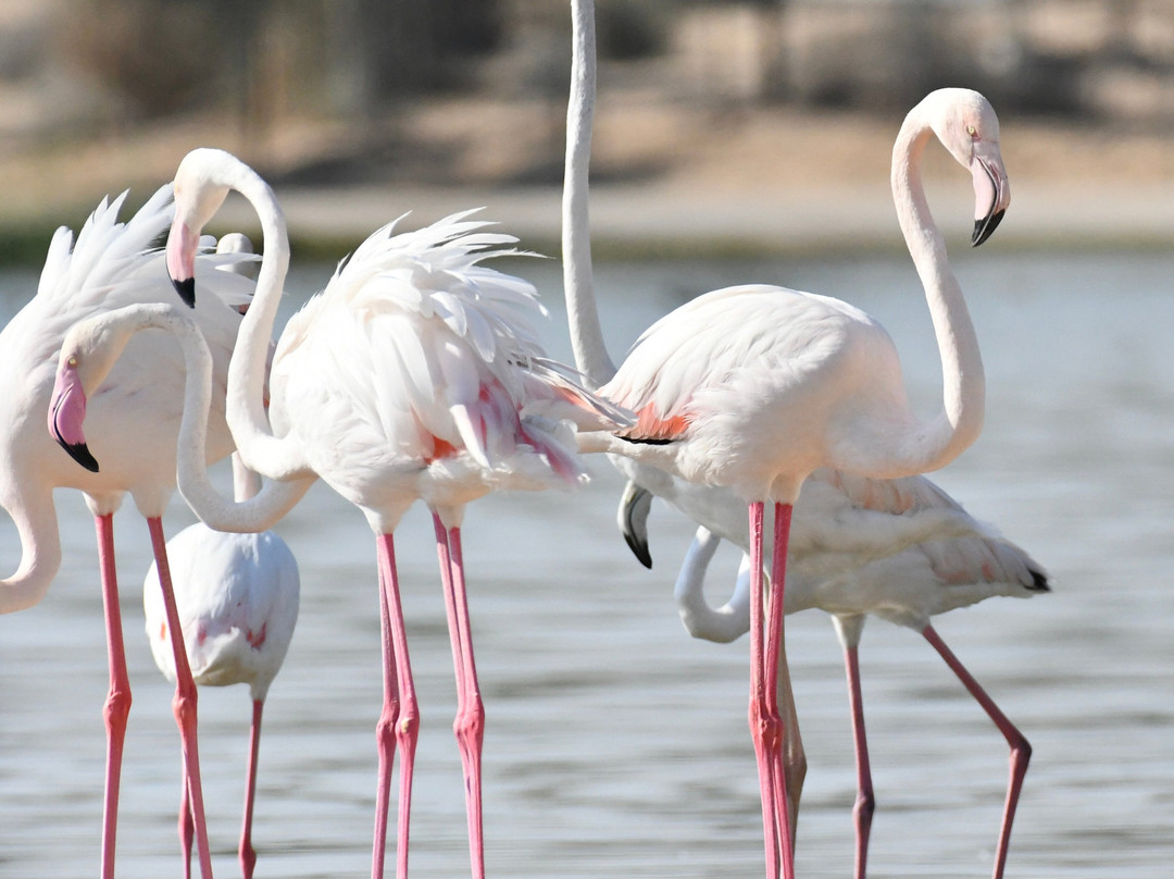 Al Qudra Lake-迪拜必去景点