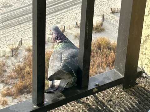 浪翠园海滨度假酒店主图