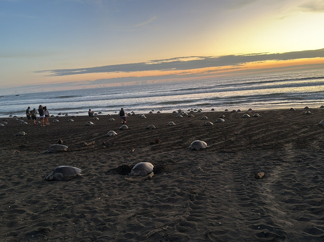 Oropopo Experience-Playa Avellanas必去景点