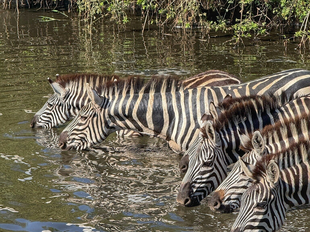 Safari Avventura-阿鲁沙必去景点