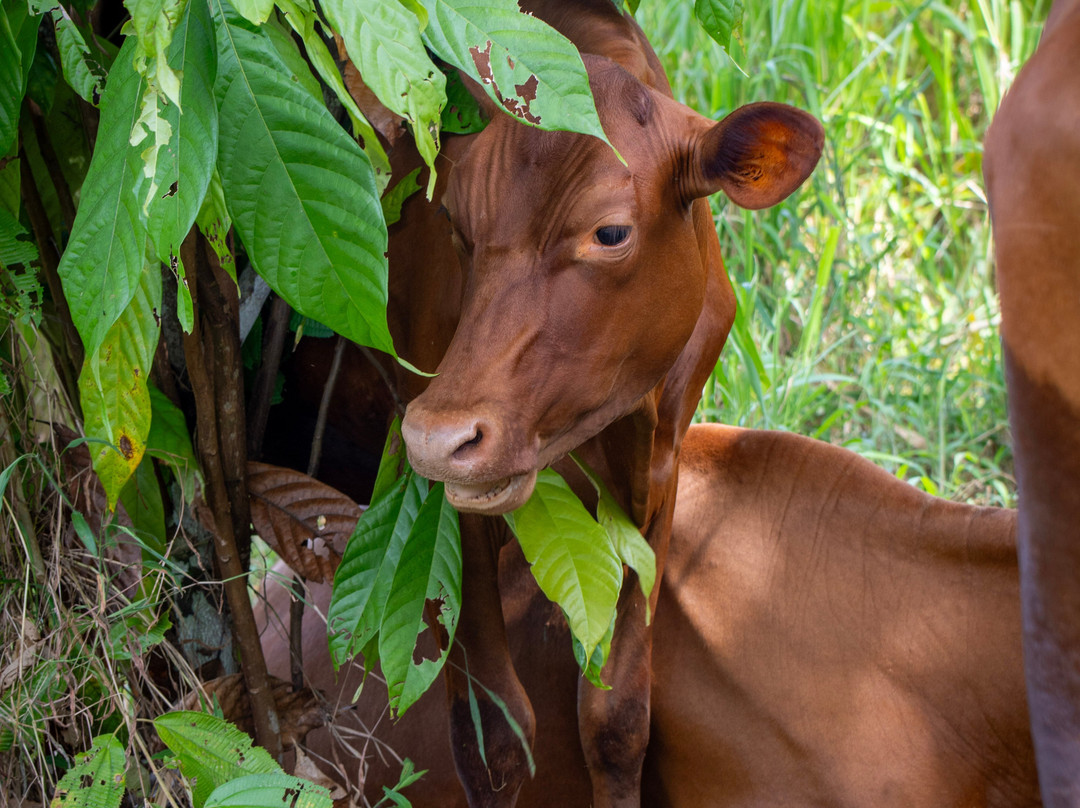 Maleku Chocolate-Upala必去景点