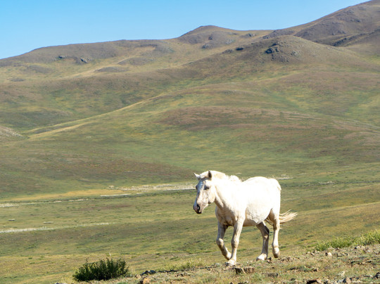 Amaico Travels-乌兰巴托必去景点