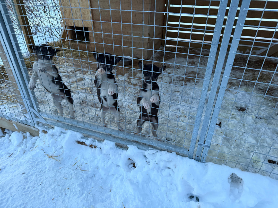 Kvaløya Husky-特罗姆瑟必去景点