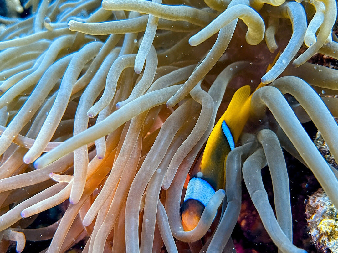 Extra Divers Worldwide El Quseir-艾尔可西利亚必去景点