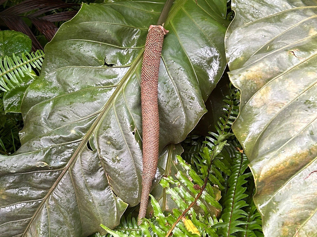 The Leaf-温尼伯必去景点