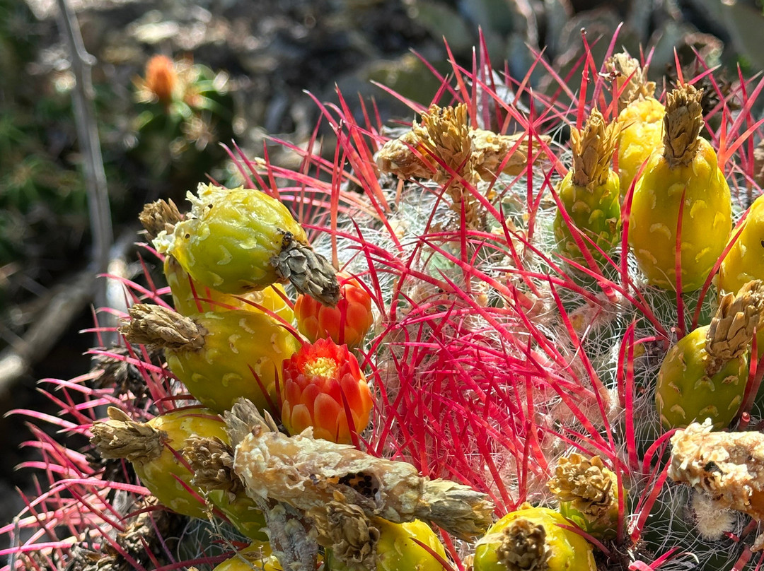 Obesa Cacti Nursery-格拉夫-里内特必去景点