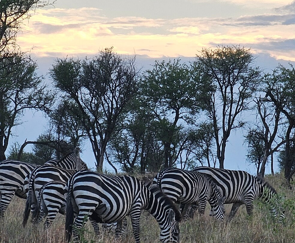 OSOTUA TENTED CAMPS-Ikoma必去景点