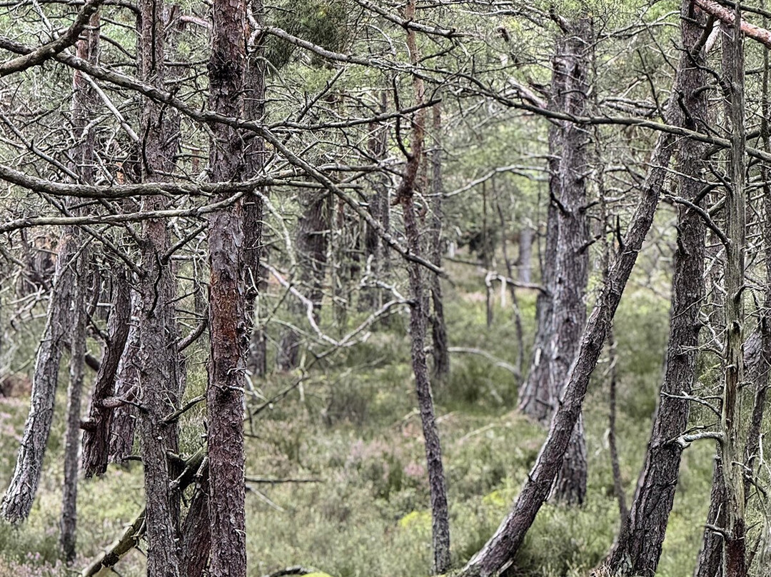 Zdrowotel Leba主图