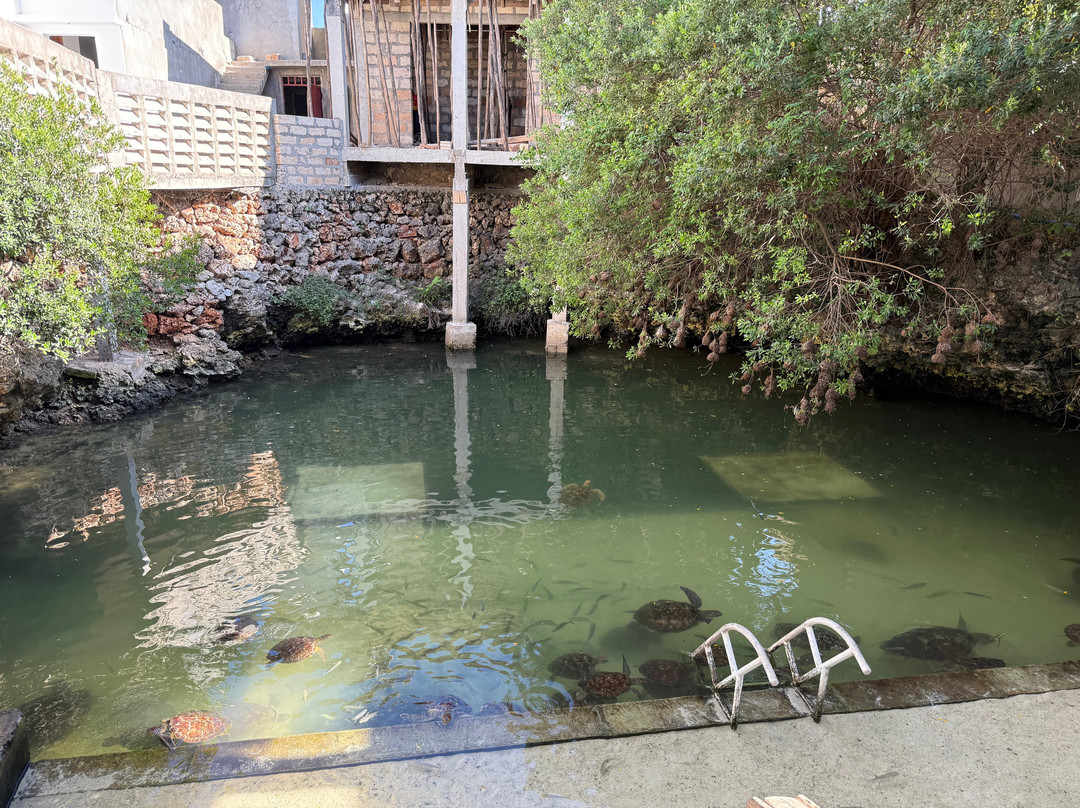 Moha Zanzibar Tours-石头城必去景点