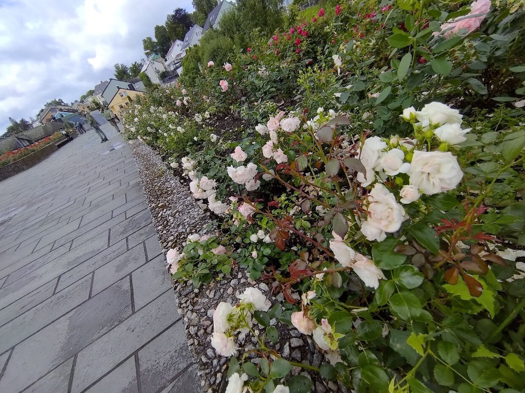 Rosehagen - rose garden-莫尔德必去景点