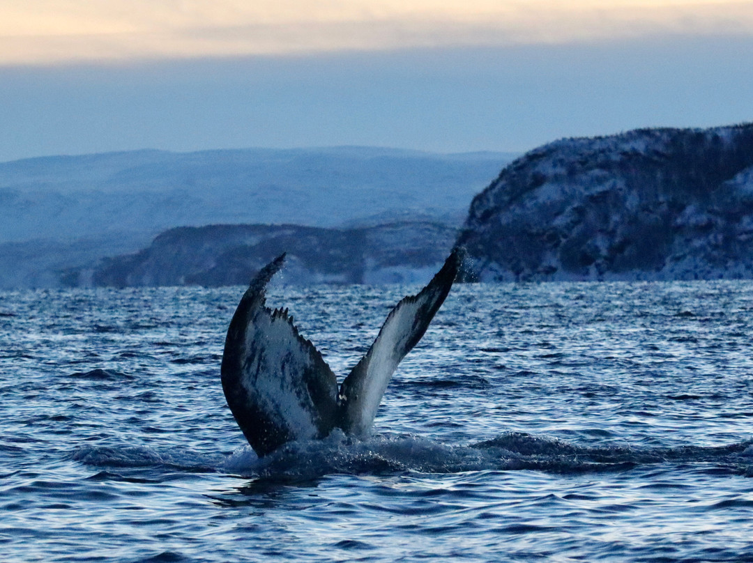 Dervola Adventure-Skjervoy必去景点