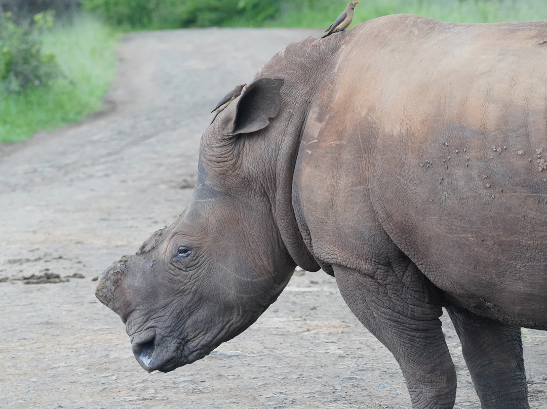 Hluhluwe - iMfolozi Park Wilderness Area-Hluhluwe Game Reserve必去景点