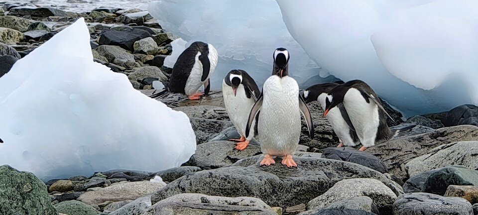 The Polar Travel Company-Cuverville Island必去景点