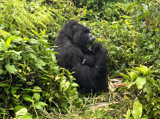 Active African Vacations-坎帕拉必去景点