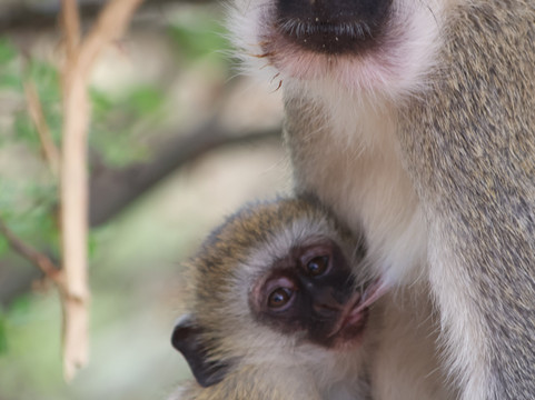 Kilimanjaro Adventure Safari Club-阿鲁沙必去景点