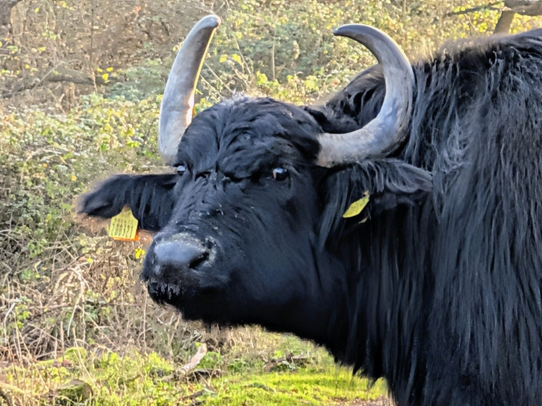 Watatunga Wildlife Reserve-金斯林必去景点
