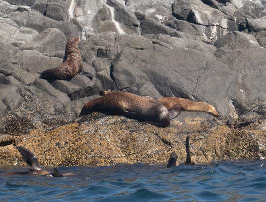 Montague Island-纳鲁马必去景点