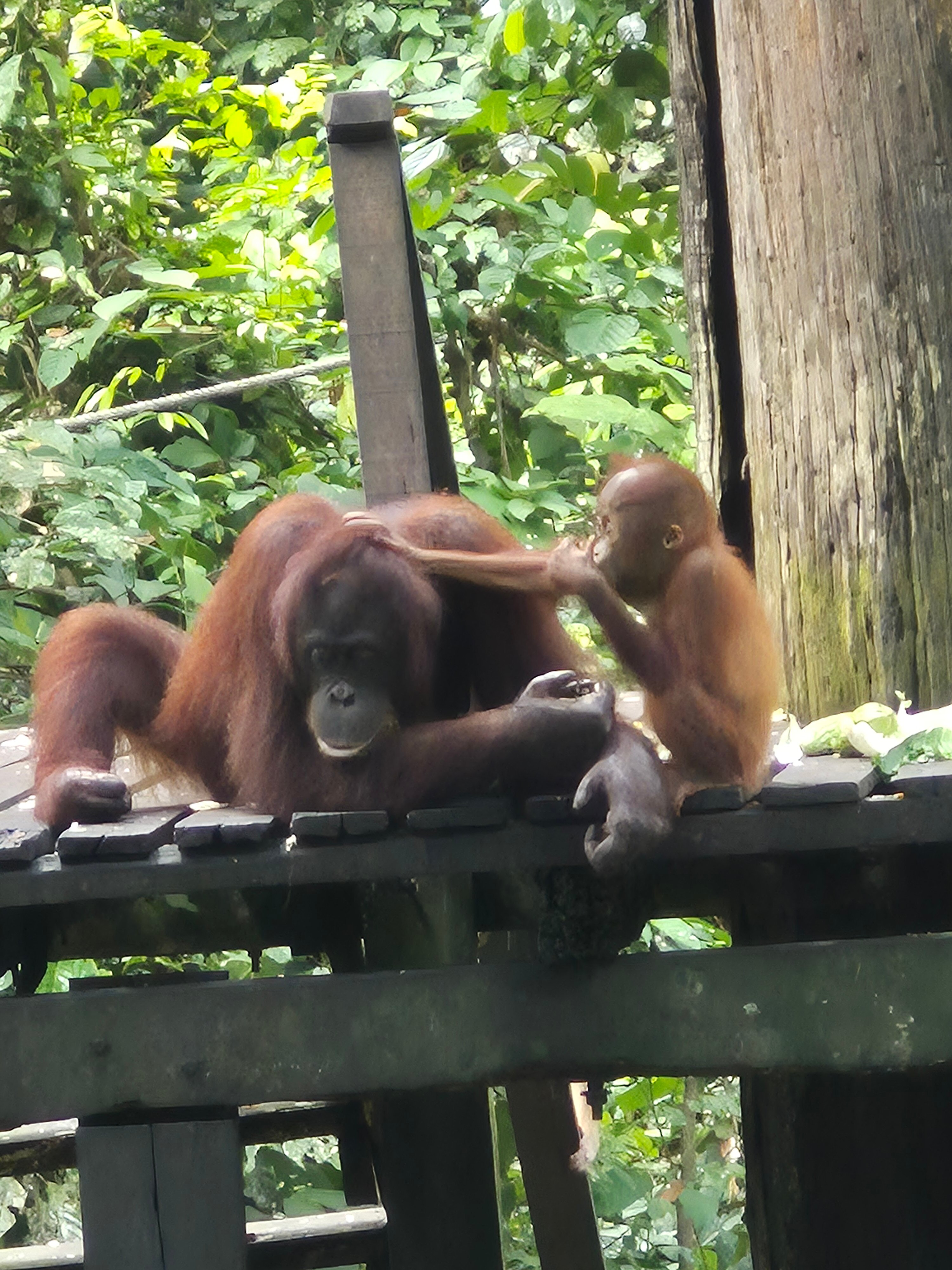 西必洛克自然度假村-官方