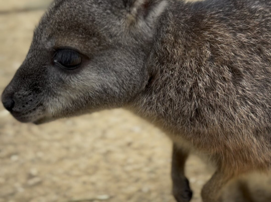 Featherdale Sydney Wildlife Park-Doonside必去景点