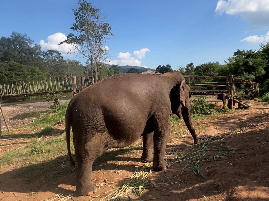 Living Green Elephant Sanctuary-清迈必去景点