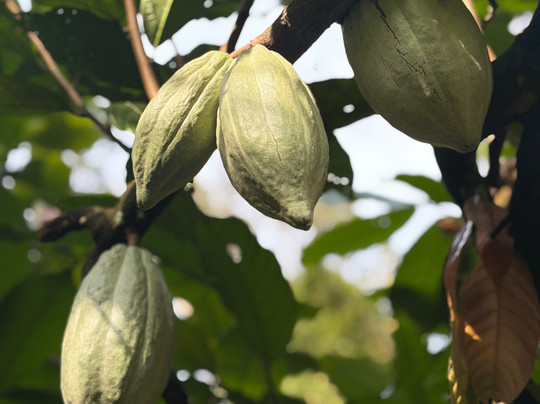 Greenland Spices & Ayurvedic Garden-Thokkupara必去景点