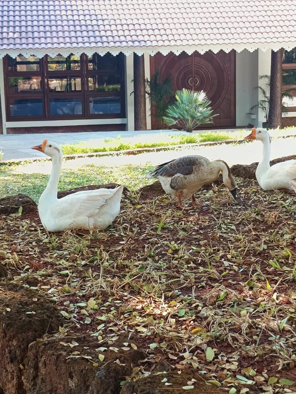 萨马利蕨类度假村-官方