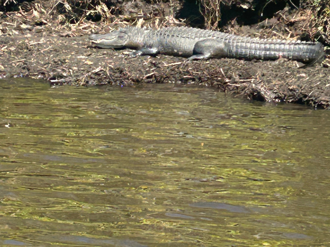 Seminole Wind Airboat tour-阿卡迪亚必去景点
