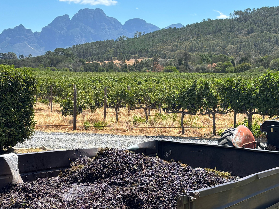 Lynx Wine-法兰舒克必去景点