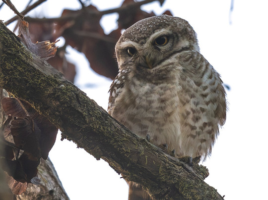 Jungle Buddies Tours-孟买必去景点