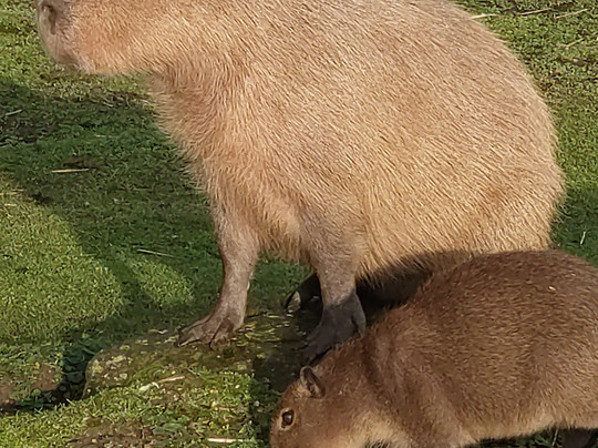 Shepreth Wildlife Park-Shepreth必去景点