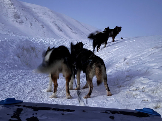 Green Dog Svalbard-朗伊尔城必去景点