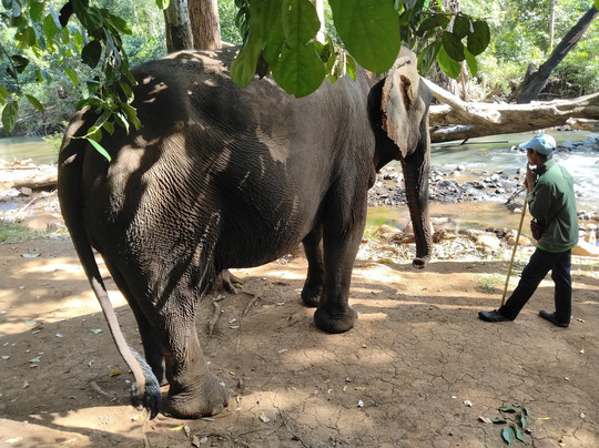 Elephant Community Project - Day Tours-森莫诺隆必去景点