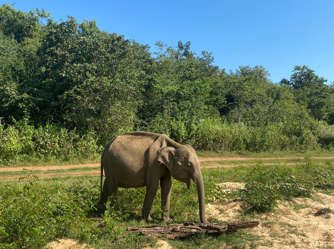 Udawalawe Safari With Sujee-乌达瓦拉瓦必去景点