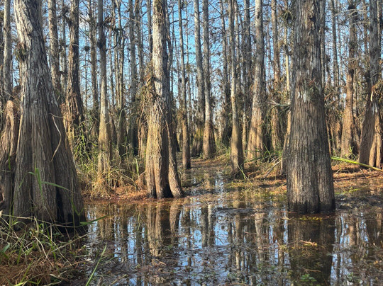 Everglades Institute-霍姆斯特德必去景点