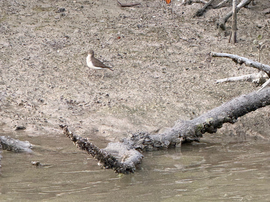 Tour The Glades - Private Wildlife Tours-大沼泽地必去景点