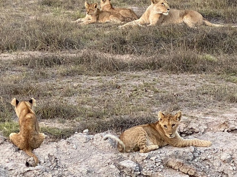 Afrikan Accent Adventures-内罗毕必去景点