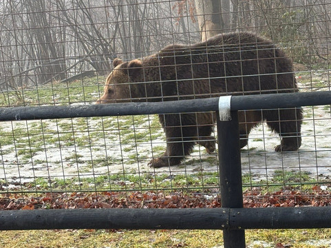Libearty Bear Sanctuary Zarnesti-Zarnesti必去景点