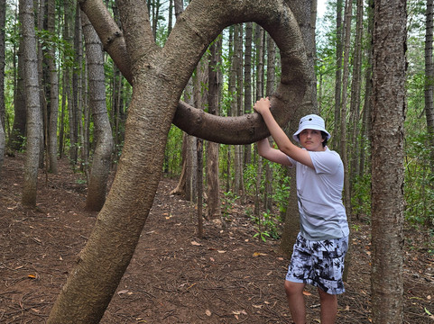 Aiea Loop Trail-阿伊亚必去景点