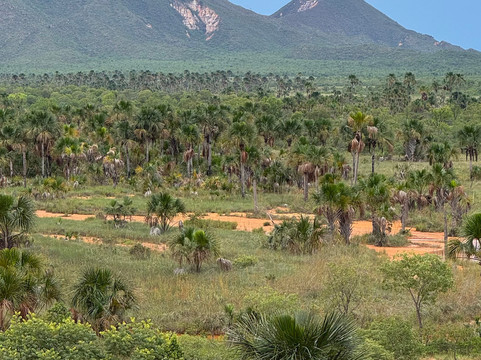 Jalapao Turismo-Jalapao State Park必去景点