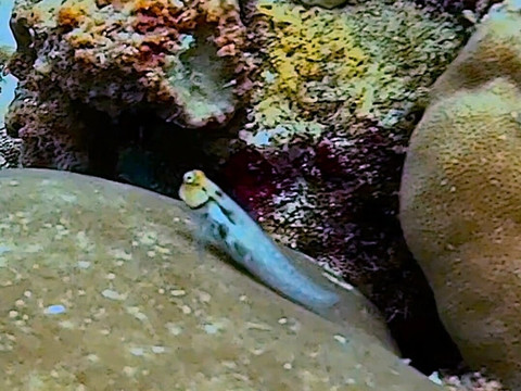 Himmafushi Scuba Adventure-Himmafushi Island必去景点