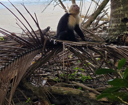 Tachiz Travel Costa Rica-Barva必去景点