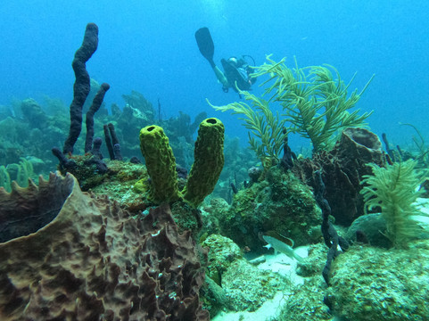 Paradise Scuba & Snorkeling Center-La Parguera必去景点