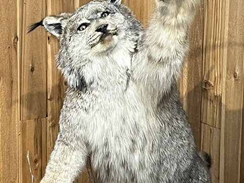 Canadian Wildlife Museum and Gift Shop-弗农必去景点