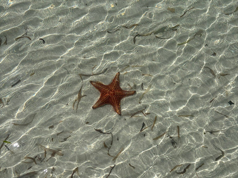 Starfish Point-大开曼岛必去景点