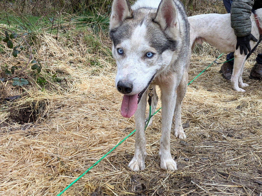 Mynydd Sleddog Adventures-Cerrigydrudion必去景点